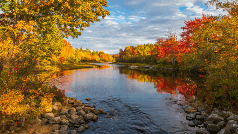 Fall leaves of yellow, red, and orange reflected on the surface of a river