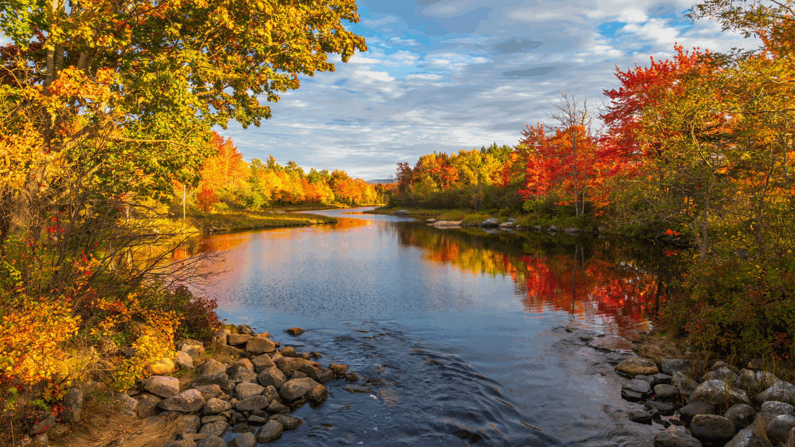 Fall leaves of yellow, red, and orange reflected on the surface of a river